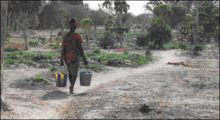 Water in Mali- Bruce Cockburn