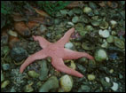 Burnaby Narrows -stuffed with life